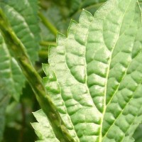 Stachytarpheta urticifolia Sims